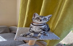 British Shorthair cats for sale: Blue Collar  - 50% Discount, British Shorthair Silver Tabby - Image 15