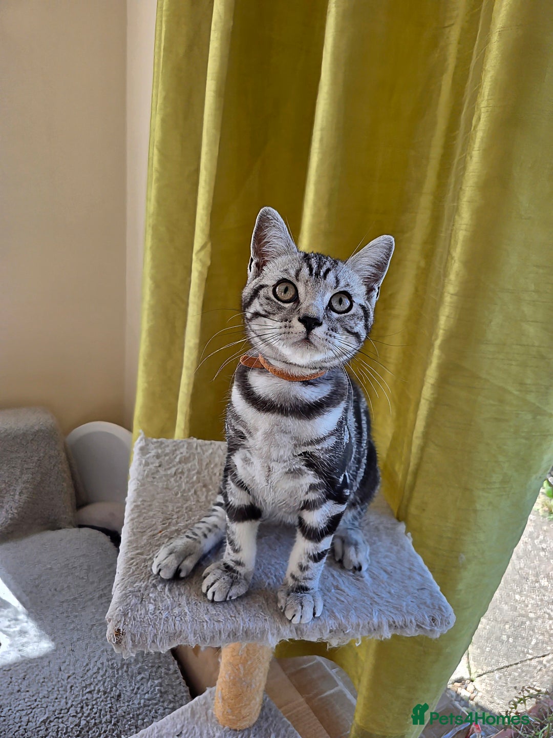 British Shorthair cats for sale: Blue Collar  - 50% Discount, British Shorthair Silver Tabby - Image 15