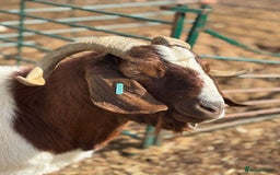 Goats livestock for sale: Pure bred boar billy - Image 2