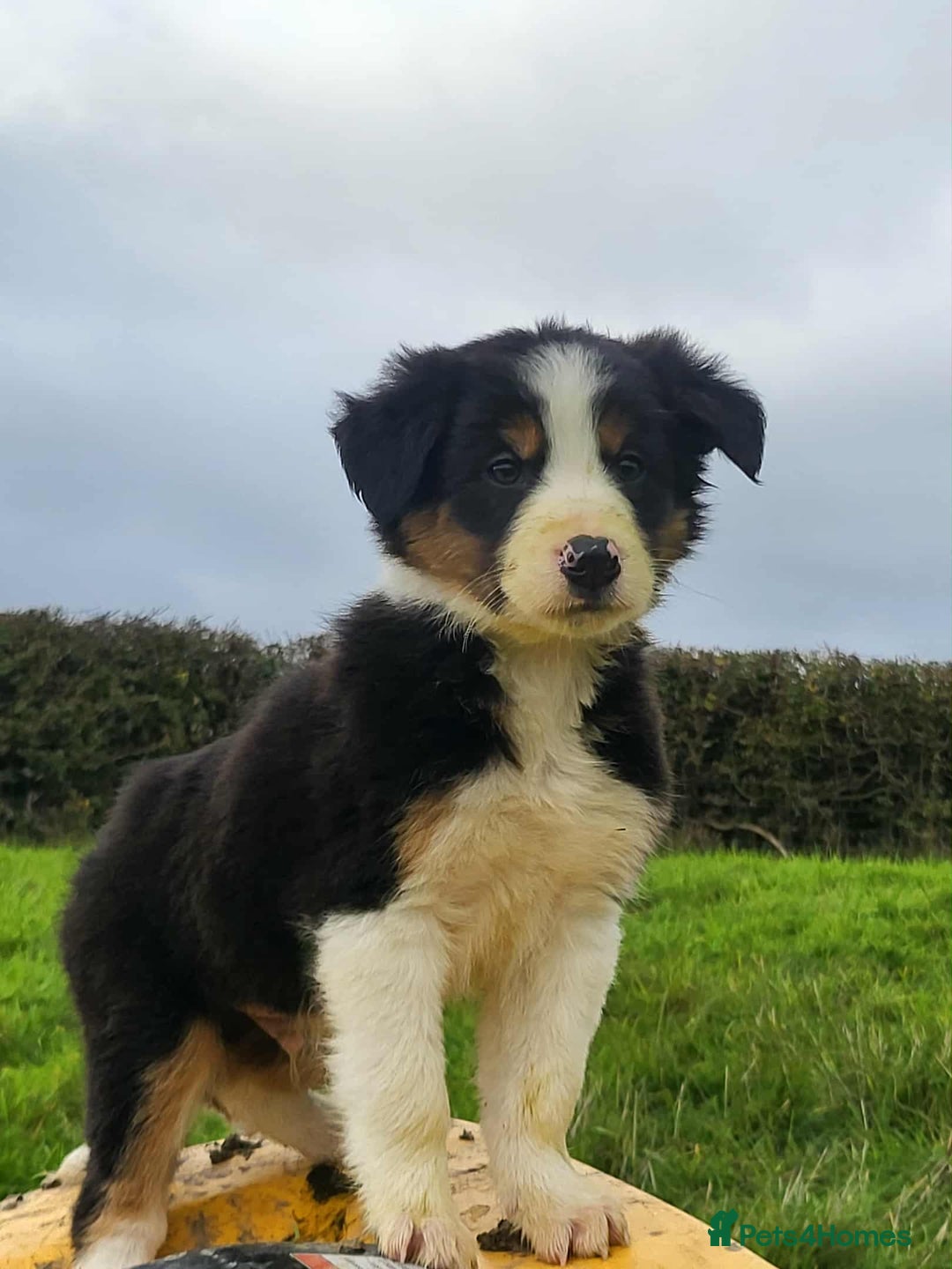 Mixed Breed dogs for sale: 7 Lovely Puppies 2Blue Merle and 5 border Collies. - Image 6