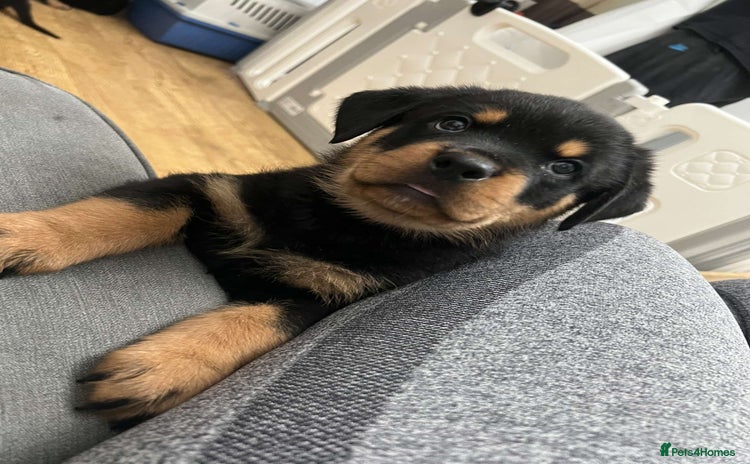 Rottweiler dogs - Advert 4