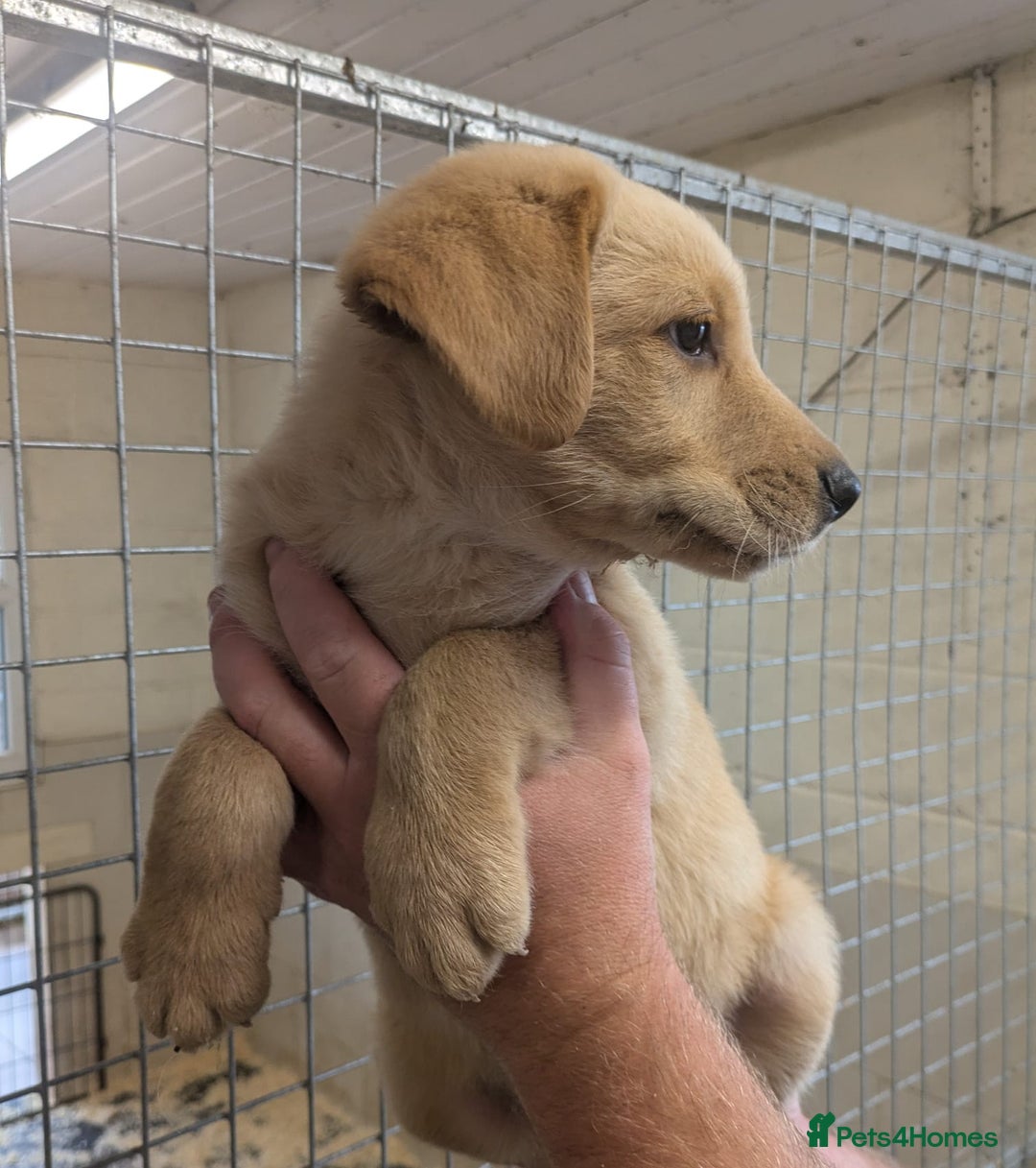 Mixed Breed dogs for sale: Gorgeous Sheprador Puppies  - Image 4