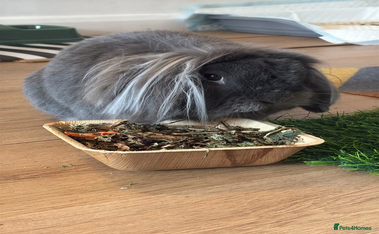 Lionhead rabbits - Advert 8