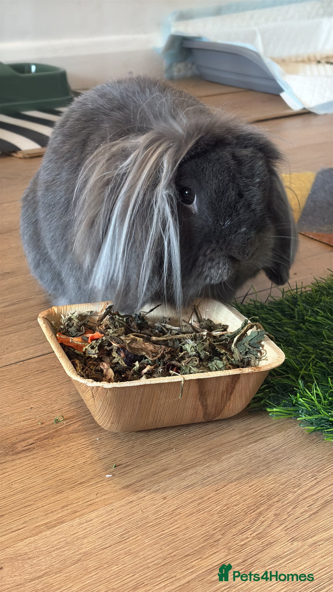 Lionhead rabbits for sale: Rabbit brothers looking for a sweet family - Image 4