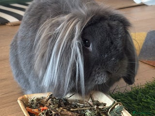 Lionhead rabbits - Advert 8