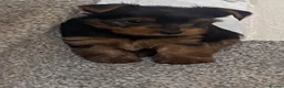 Yorkshire Terrier dogs for sale: 3 female Yorkies.Dad KC registered,Mum pedigree - Advert 12