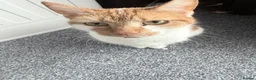 Mixed Breed cats for sale: Mixed litter  - Advert 9