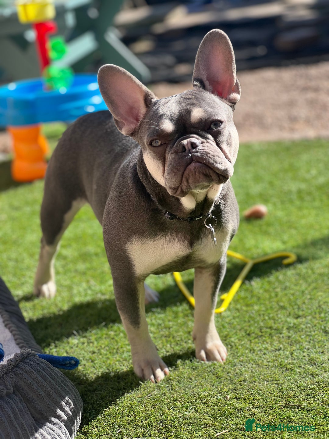 French Bulldog dogs for sale: French bulldog girl 1 year 2 months old  - Advert 4