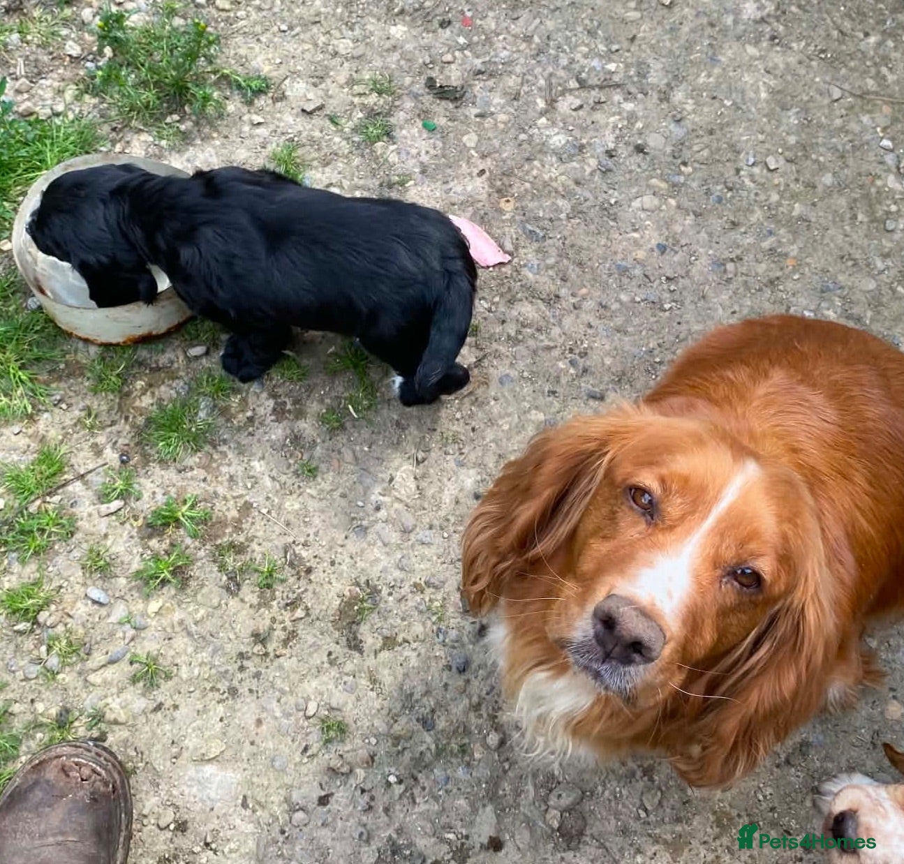 Cocker Spaniel dogs KC Cocker Spaniel Dog Pup - Advert 2