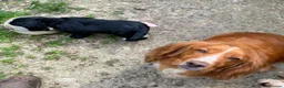 Cocker Spaniel dogs for sale: KC Cocker Spaniel Dog Pup - Advert 2