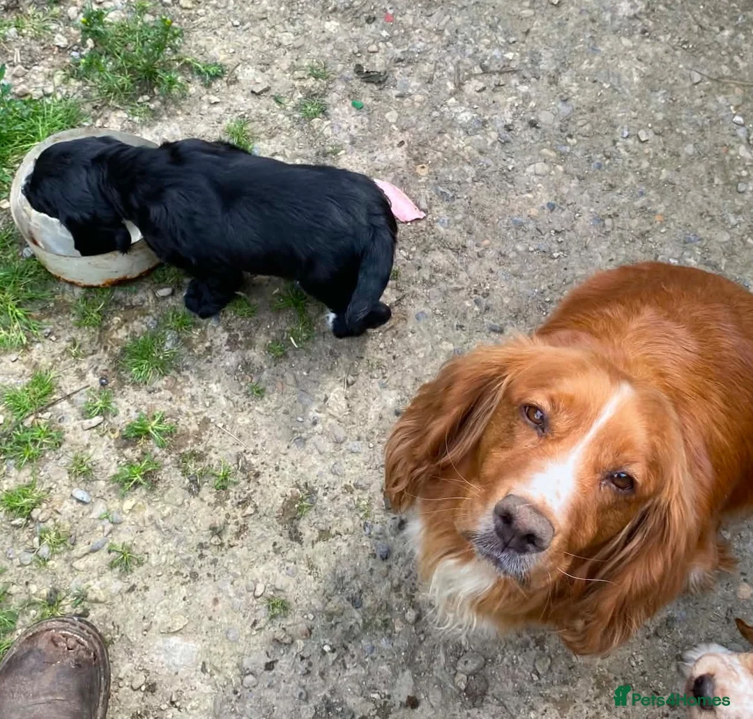 Cocker Spaniel dogs for sale: KC Cocker Spaniel Dog Pup - Advert 2
