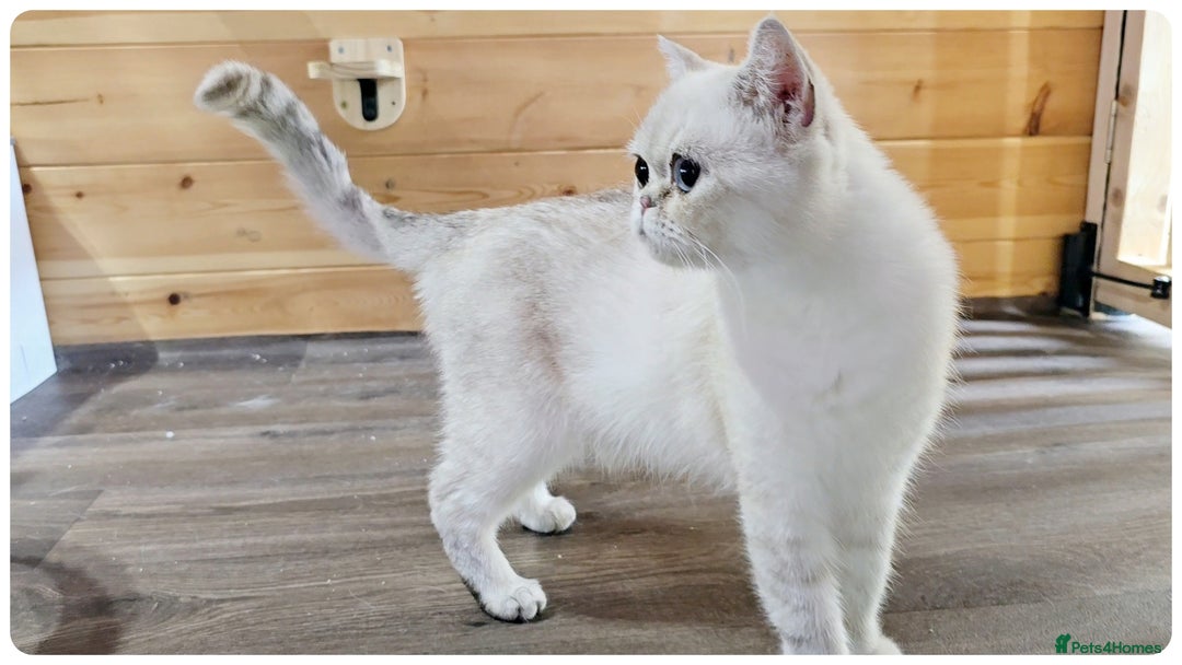 Scottish Fold cats for sale: Scotish Straight  3 years old girl - Image 2