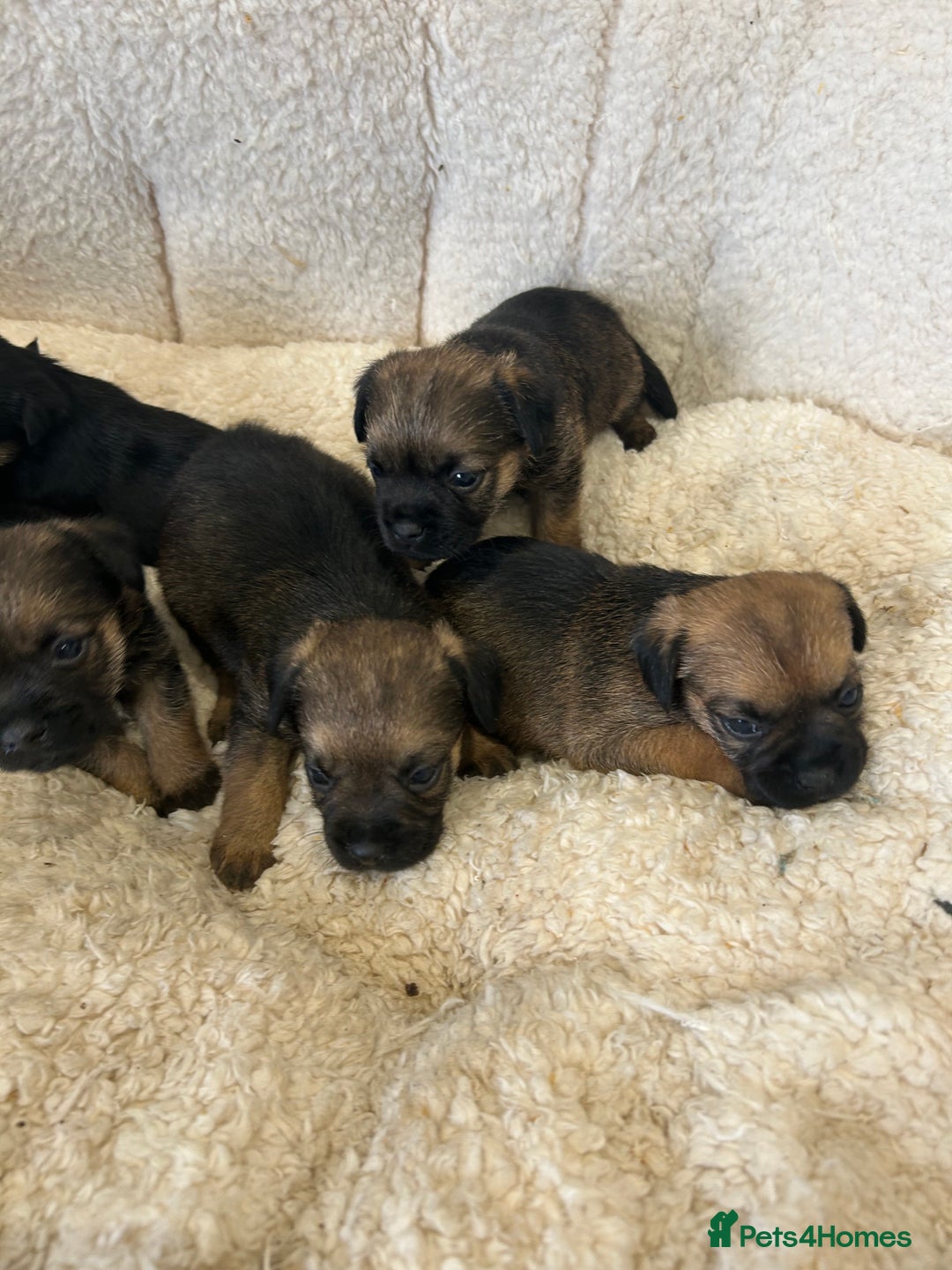 Border Terrier dogs for sale: Slem clear Kc registered Border terrier puppies - Advert 11