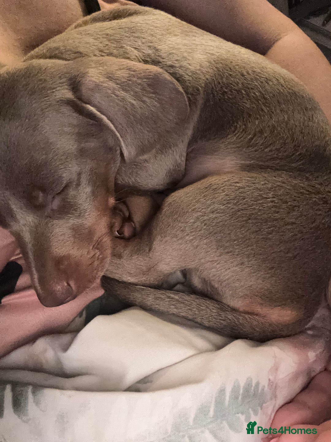 Miniature Dachshund dogs for sale: Isabella Miniature Dachshund Puppy - Image 3