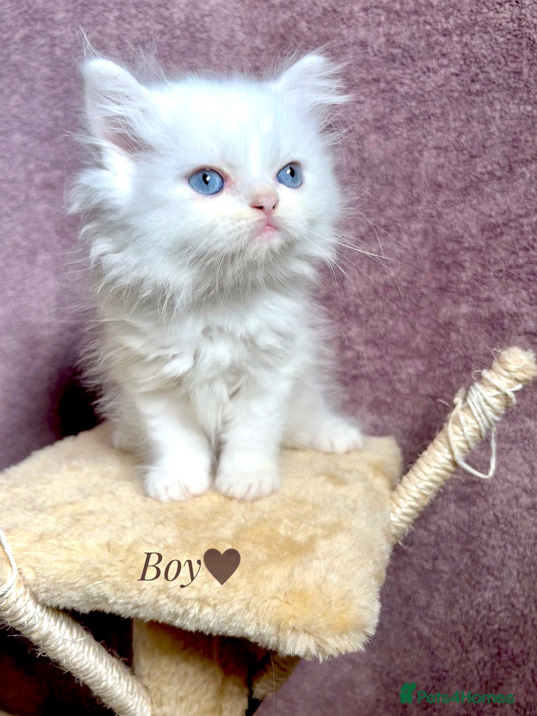 Persian cats for sale: Purebred Persian Kittens Rare White Coat&Blue Eyes - Image 8
