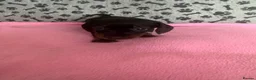 Dachshund dogs for sale: 🐾 Gorgeous Mini Dachshund Puppies-Come meet them! - Advert 12