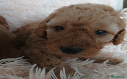 Cockapoo dogs for sale: F1B Cockapoo puppies  - Image 7