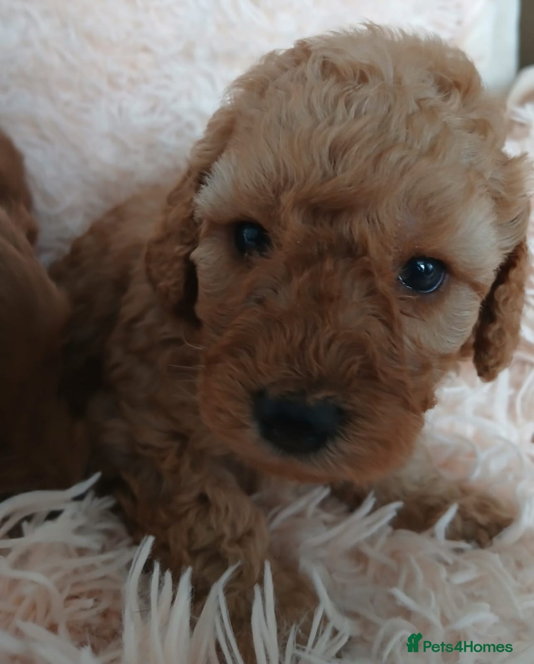 Cockapoo dogs for sale: F1B Cockapoo puppies  - Image 7