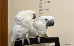 Cockatoo birds for sale: Umbrella cockatoo for sale - Image 3