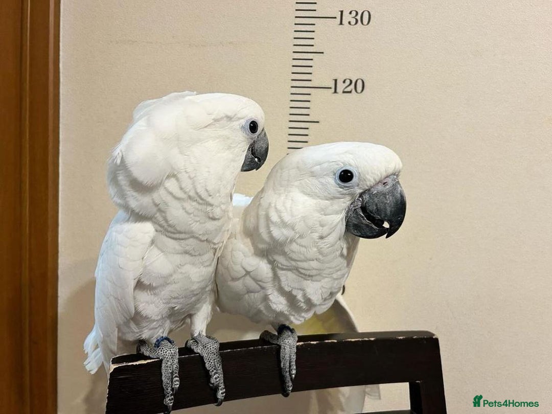 Cockatoo birds for sale: Umbrella cockatoo for sale - Image 3