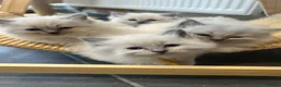 Ragdoll cats for sale: Blue Ragdoll Kittens parents health tested  - Advert 5