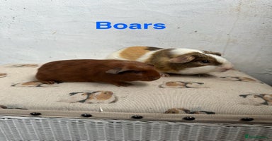 Guinea Pig rodents - Advert 8