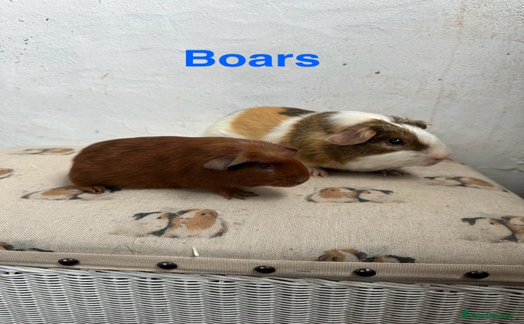 Guinea Pig rodents - Advert 1