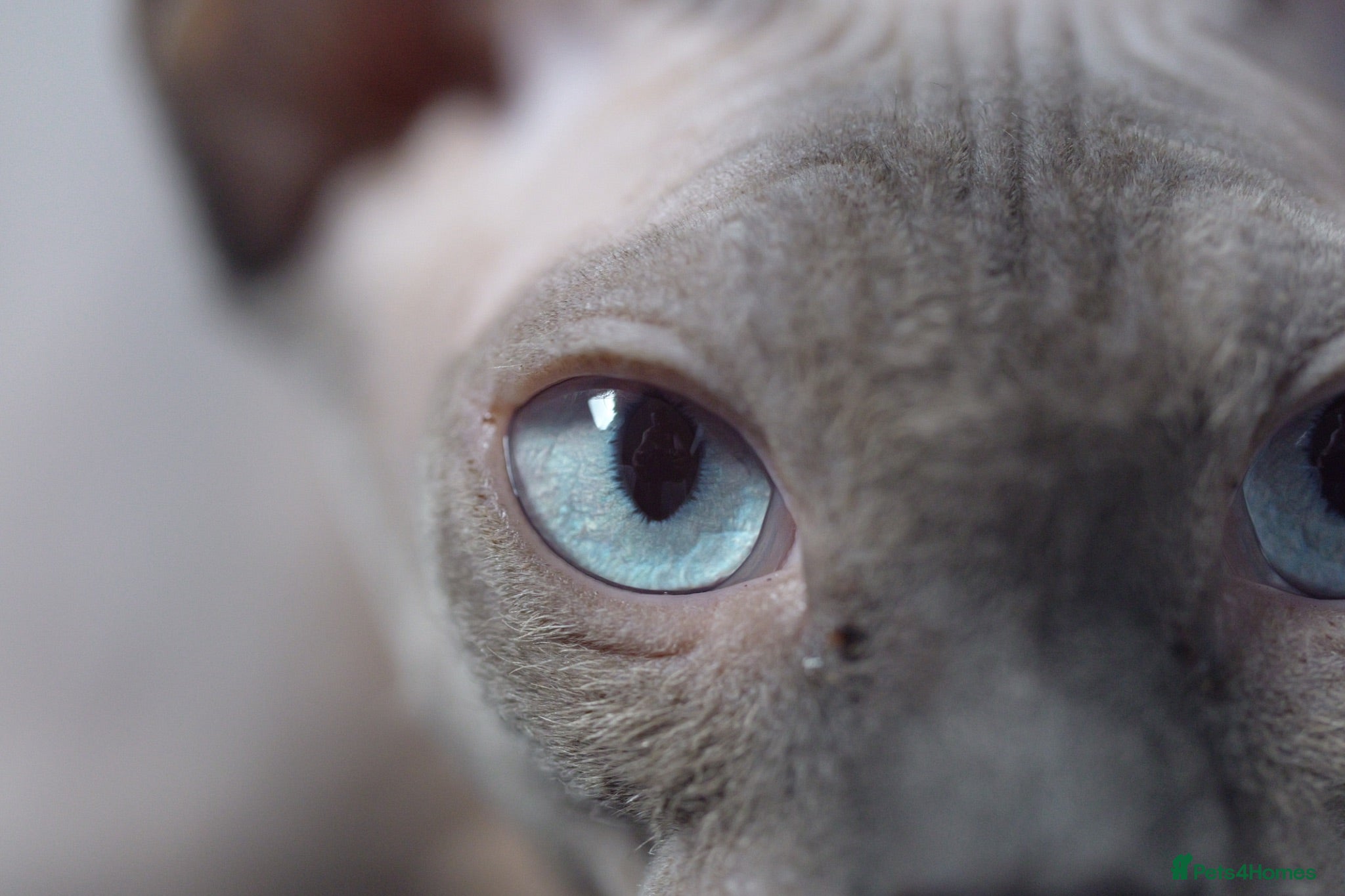 Sphynx cats Gorgeous silver Sphynx girl - Advert 4