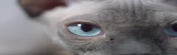 Sphynx cats for sale: Gorgeous silver Sphynx girl - Advert 1