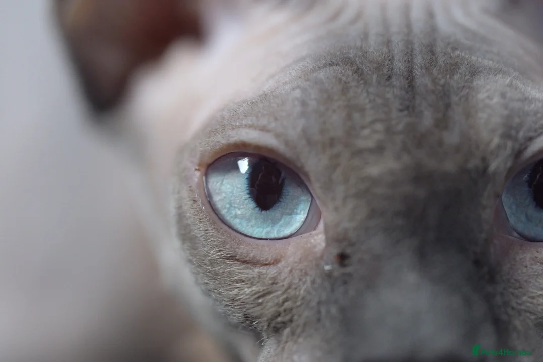 Sphynx cats for sale: Gorgeous silver Sphynx girl - Advert 1