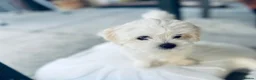 Maltese dogs for sale: 1 BOY RESERVED Maltese Boys. Ready for collection  - Advert 7