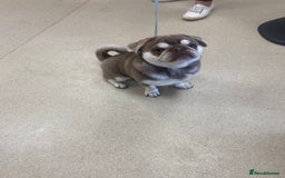 Pug dogs for stud: lilac tan pug KC & 5panel health tested in Newcastle - Image 9