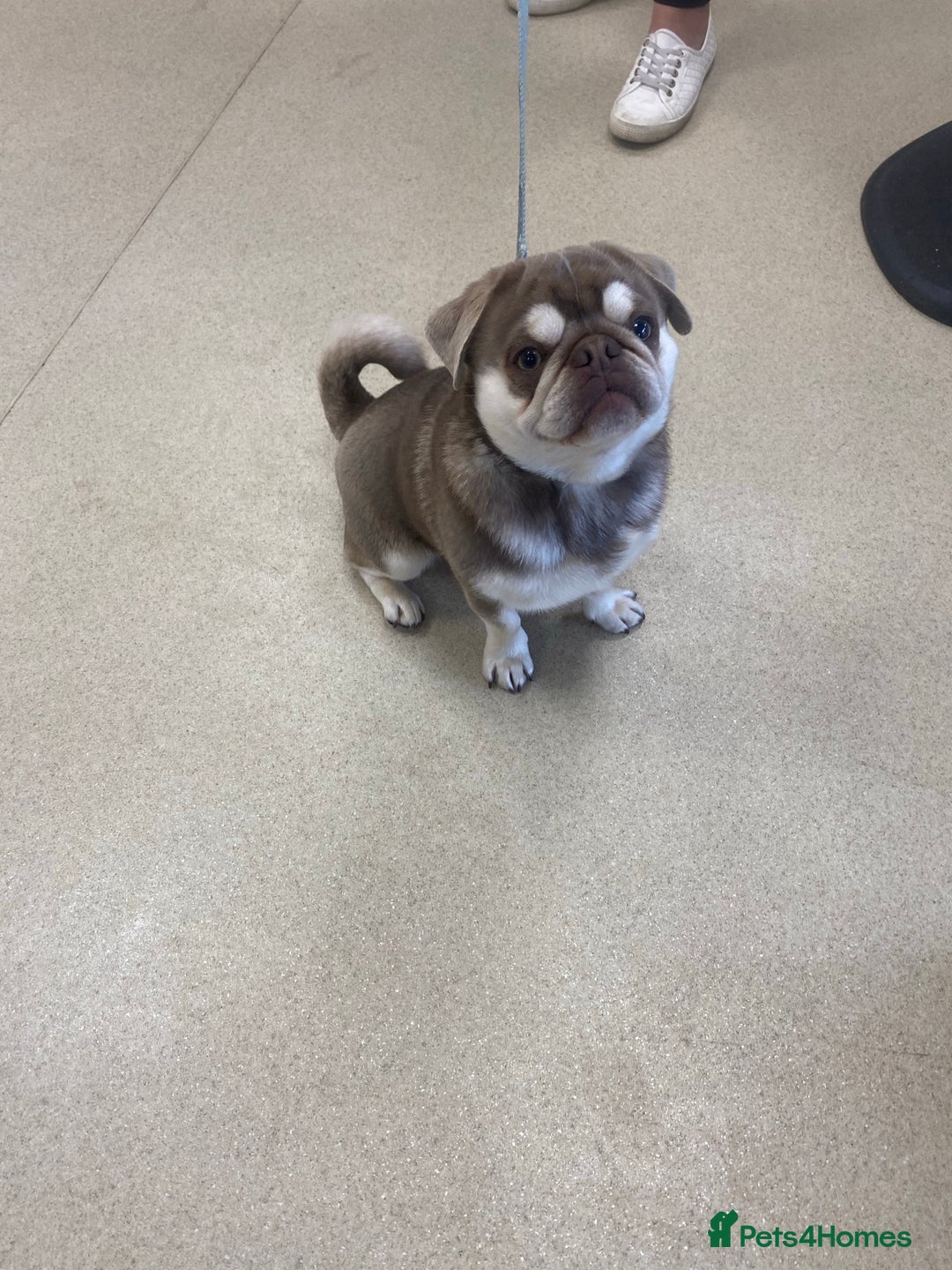 Pug dogs for stud: lilac tan pug KC & 5panel health tested in Newcastle - Image 9