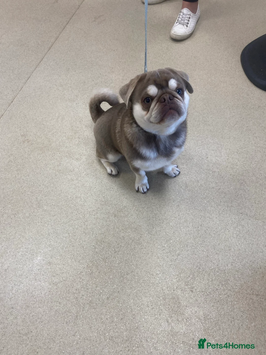 Pug dogs for stud: lilac tan pug KC & 5panel health tested - Advert 10