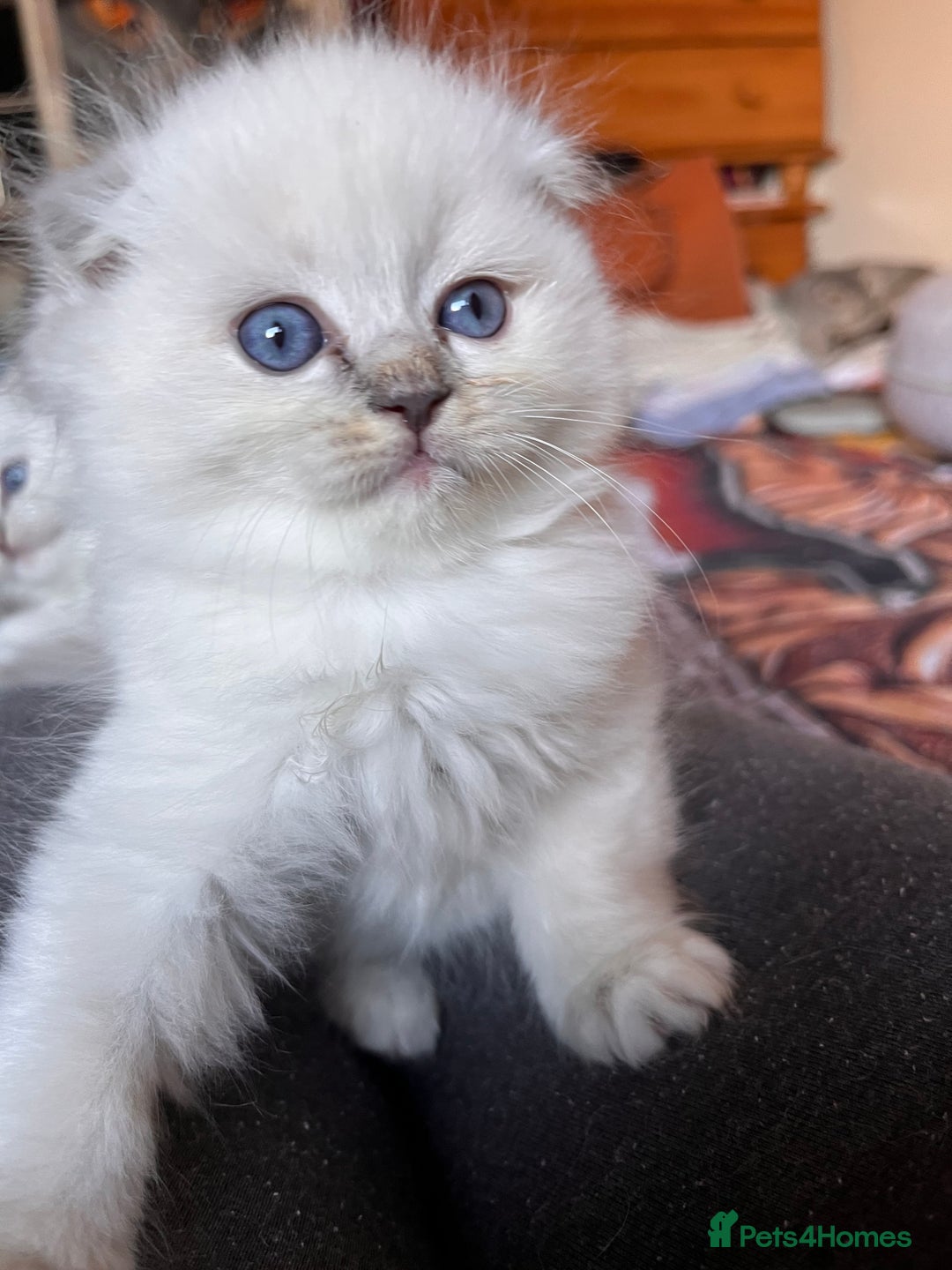 Ragdoll cats for sale: 🐾 Adorable Ragdoll Cross Kittens 🐾 - Advert 11