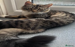 Domestic Shorthair cats for sale: Urgent Rehome - Beautiful Tabby Cat  - Image 3