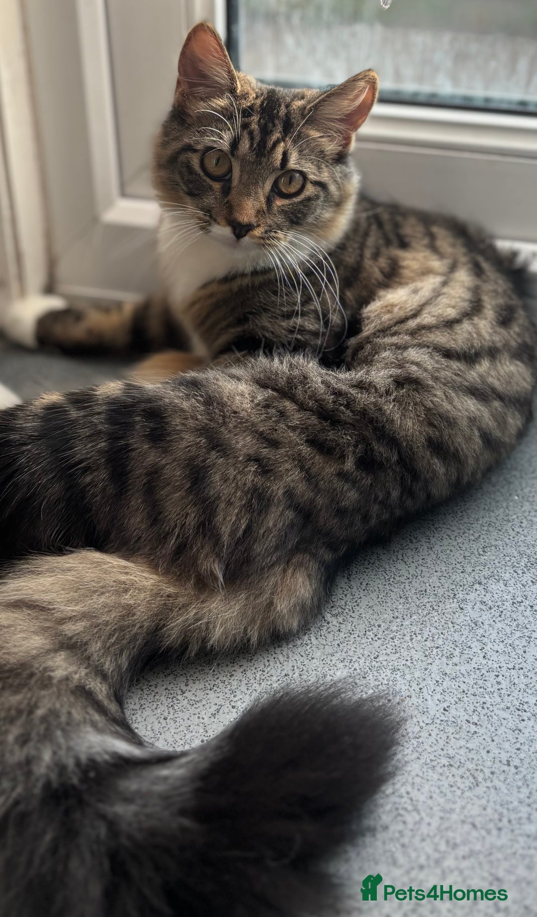 Domestic Shorthair cats for sale: Urgent Rehome - Beautiful Tabby Cat  - Image 3