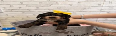 Cockapoo Puppy 4