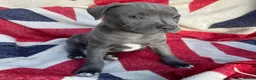 Staffordshire Bull Terrier dogs for sale: Beautiful Blue Staffordshire Bull Terrier Puppies in Glasgow - Advert 10