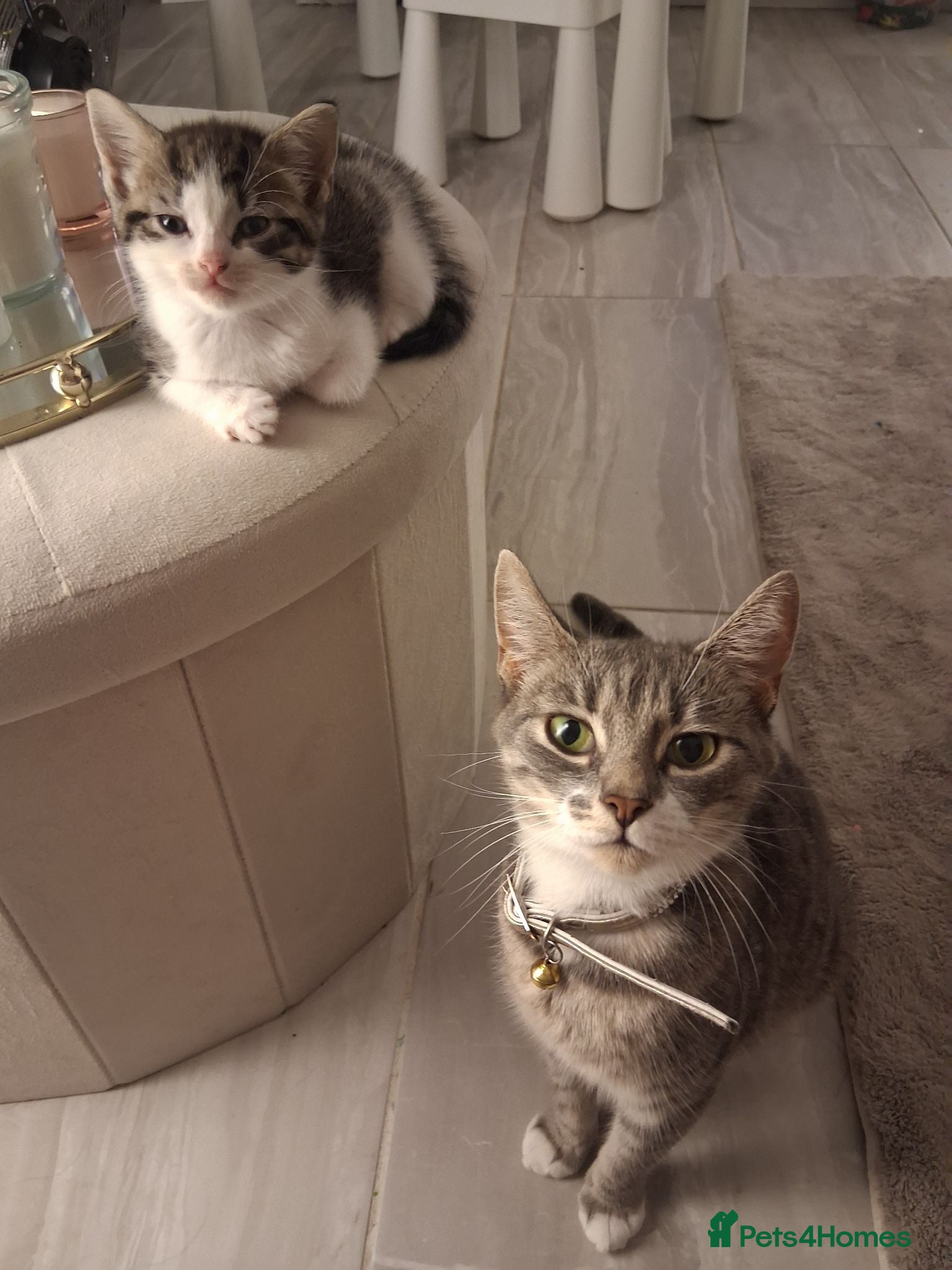 Mixed Breed cats 6 Gorgeous kittens - Advert 4