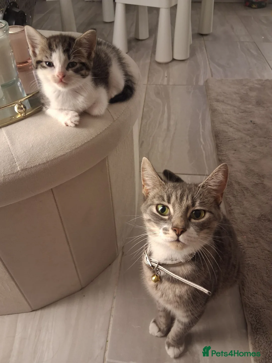 Mixed Breed cats for sale: 6 Gorgeous kittens - Advert 1