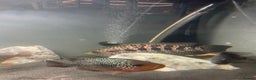 Cichlids fish for sale: Jaguare and red devile large  - Advert 2