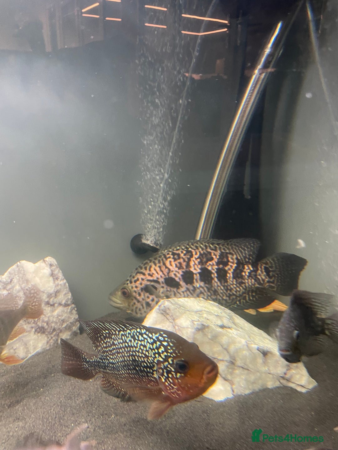 Cichlids fish for sale: Jaguare and red devile large  - Advert 2