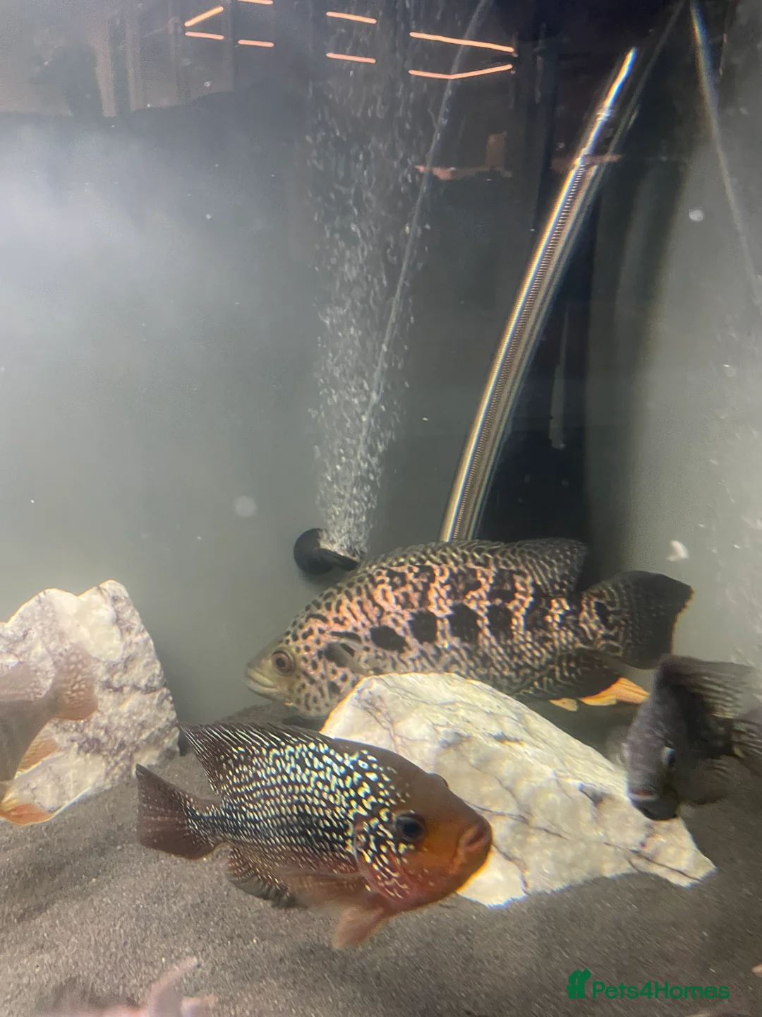 Cichlids fish for sale: Jaguare and red devile large  - Advert 2