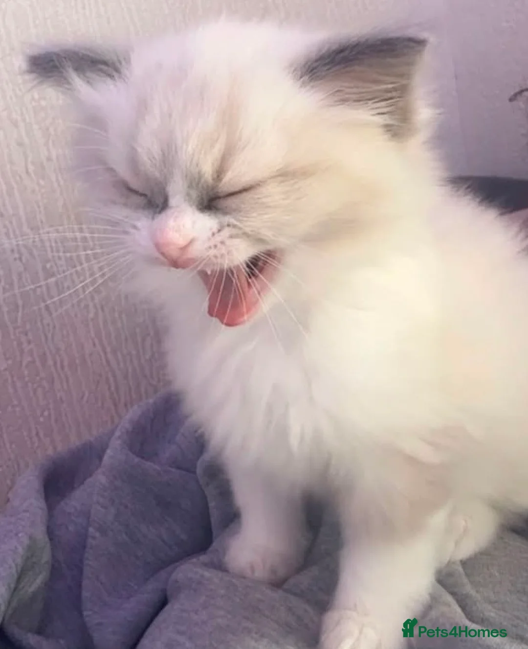 Ragdoll cats for sale: Female Ragdoll kitten for sale - Advert 2