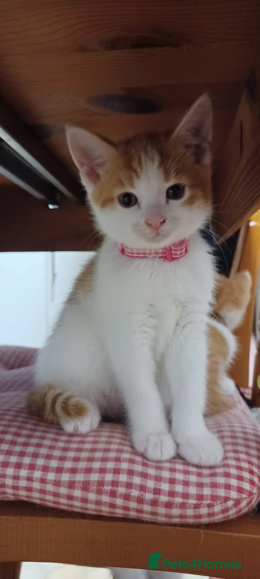 Mixed Breed cats for sale: 4 rare ginger and white female kittens - Advert 5