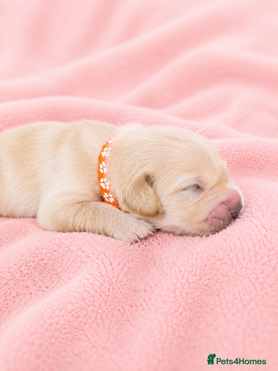 Golden Retriever dogs Golden Retriever puppies  KC registered  - Advert 1