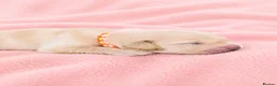 Golden Retriever dogs for sale: Golden Retriever puppies  KC registered  - Advert 12