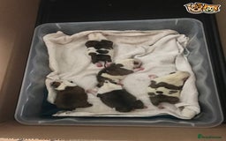 English Bulldog dogs for stud: QUALITY RED AND WHITE BULLDOG STUD DISCOUNT CHIPS in Sunderland - Image 6