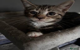 American Shorthair cats for sale: American short hair tabby kittens - Image 18